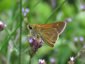 Tawny-edged Skipper